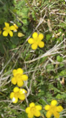 Ranunculus occidentalis