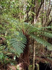 Cyathea smithii