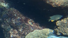 Plectroglyphidodon gascoynei