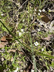 Mitrasacme polymorpha