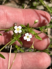 Mitrasacme polymorpha