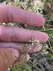 Platysace linearifolia