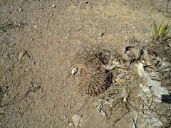 Ferocactus latispinus