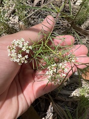 Platysace linearifolia