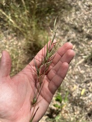 Platysace linearifolia