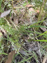 Platysace linearifolia