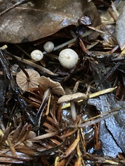 Paragymnopus sequoiae