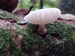 Oudemansiella australis