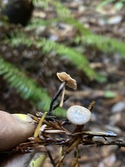 Paragymnopus sequoiae