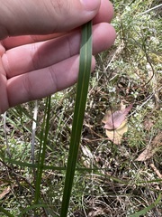 Dianella caerulea