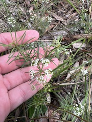 Mitrasacme polymorpha