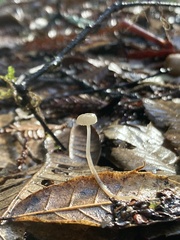 Roridomyces roridus