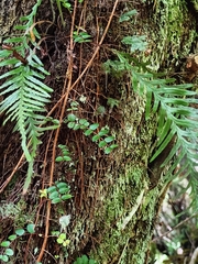 Notogrammitis heterophylla