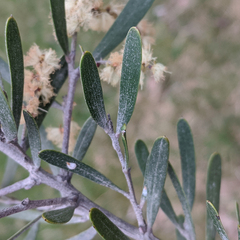 Acacia mucronata