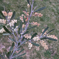 Acacia mucronata
