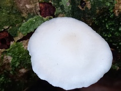 Oudemansiella australis