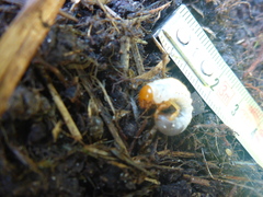 Melolontha melolontha