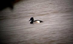 Aythya collaris × fuligula