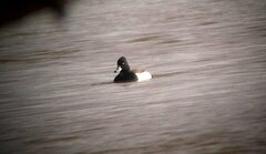 Aythya collaris × fuligula