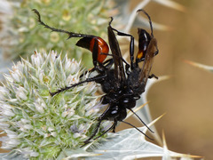 Palmodes occitanicus