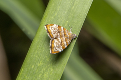 Choreutis periploca