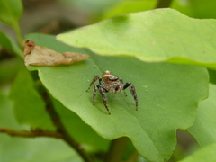 Opisthoncus quadratarius