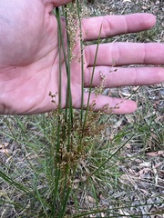 Juncus pallidus