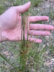 Juncus pallidus