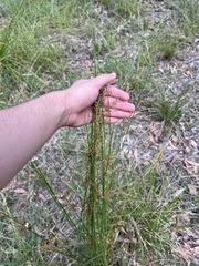 Juncus pallidus