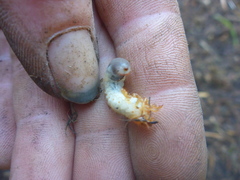 Melolontha melolontha