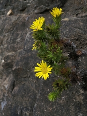 Oedera capensis