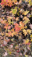 Acer grandidentatum