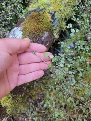 Neomyrtus pedunculata