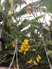 Senna didymobotrya