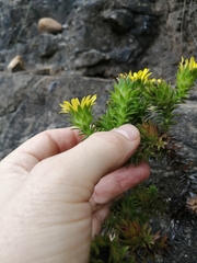 Oedera capensis