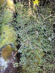 Neomyrtus pedunculata