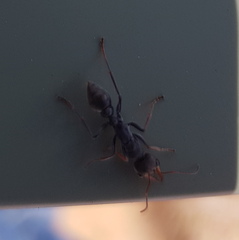 Myrmecia pilosula