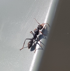 Myrmecia pilosula