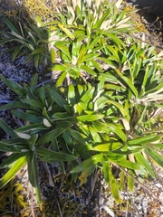 Celmisia spectabilis spectabilis