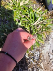 Celmisia spectabilis spectabilis