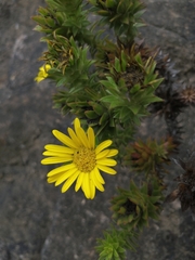 Oedera capensis