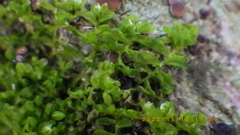 Siphonolejeunea nudipes