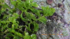 Siphonolejeunea nudipes