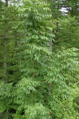 Fraxinus mandshurica