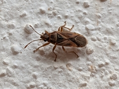 Arocatus roeselii