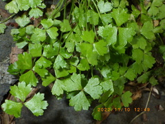 Hydrocotyle tripartita