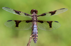 Palpopleura portia