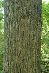 Fraxinus mandshurica
