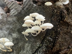 Mycena chlorophos