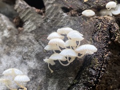 Mycena chlorophos